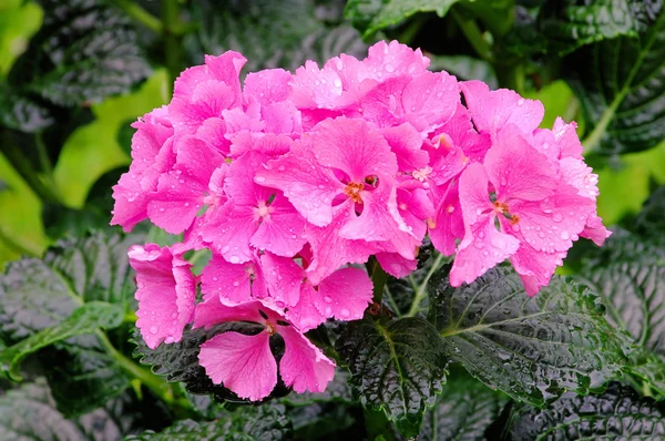 Stock image Hortensia 06