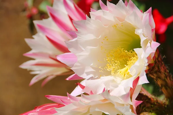 Kaktus blomma 03 — Stockfoto