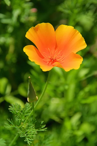 California poppy 15 — Stock Photo, Image