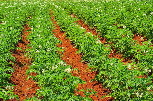 Potato field 02 — Stock Photo, Image