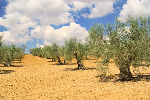 Оливковая роща 25 — стоковое фото