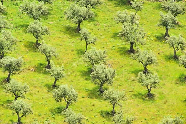 Olivové háje 26 — Stock fotografie