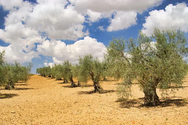 Olive grove 28 — Stock Photo, Image
