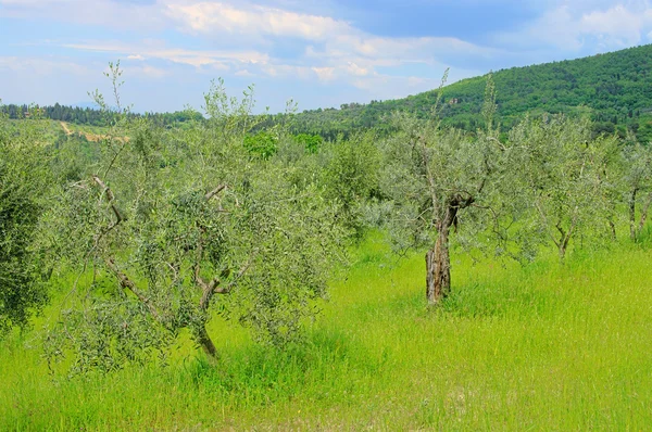 Olive grove 37 — Stok fotoğraf