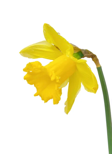 Daffodil on white 02 — Stock Photo, Image