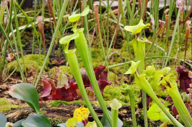 Sarracenia 01 clipart