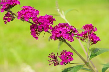 Butterfly bush 01