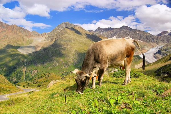 Альпийская корова 20 — стоковое фото