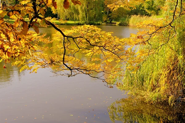 Дерево на пруду осенью 01 — стоковое фото