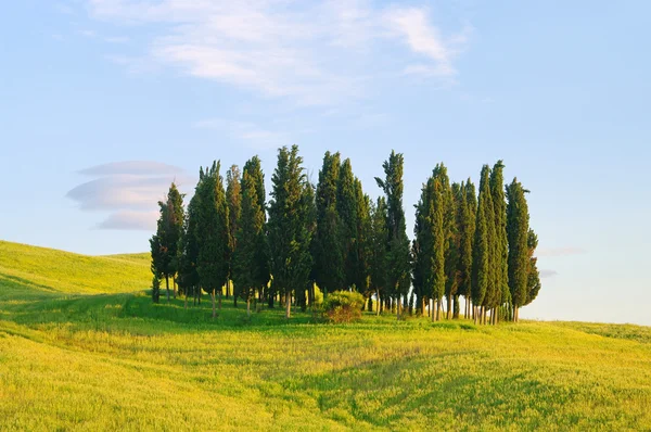 Tuscany cypress forest — Stock Photo, Image