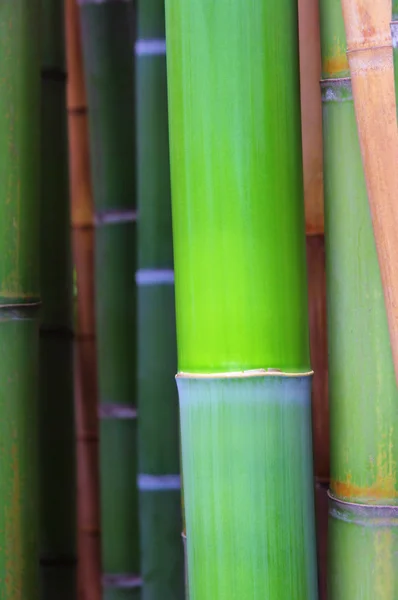 Bambus 38 — Stock fotografie