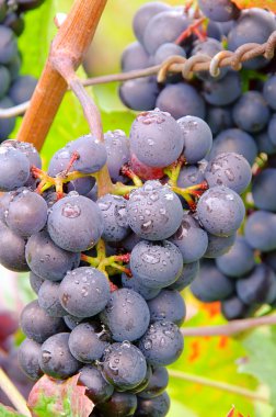 Weintraube rot - grape red 26 clipart