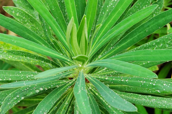 Euphorbia 01 — Stock Photo, Image
