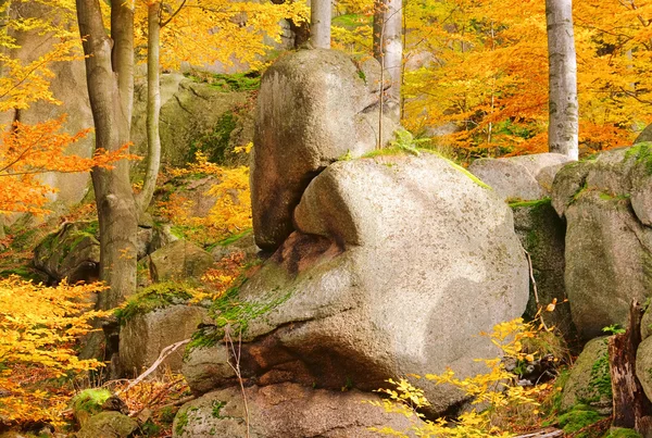 Скеля в буковому лісі 02 — стокове фото