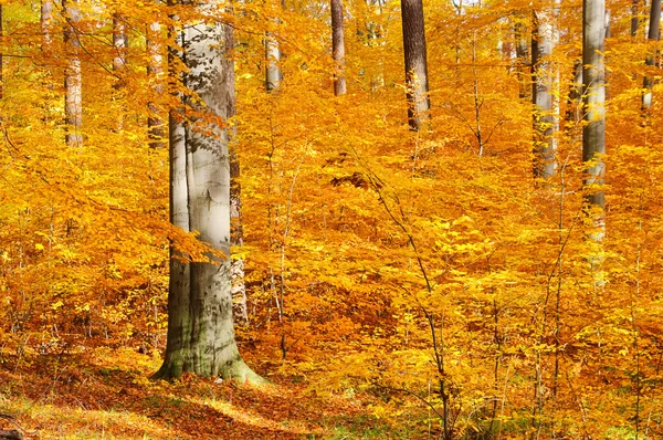 Буковые леса осенью 30 — стоковое фото
