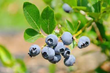 Blueberry on shrub 01 clipart