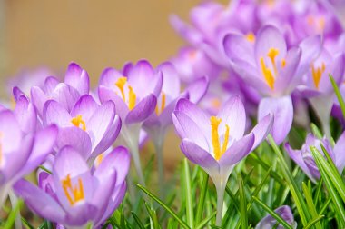 Crocus 60 clipart