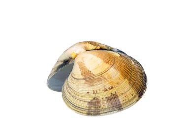 Shell Dosinia Exoleta 01 clipart