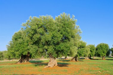Olive grove 39