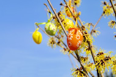 Paskalya zamanı 01 de hamamelis funda