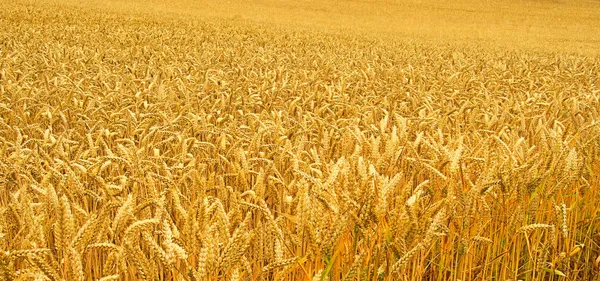 Pšeničné pole 02 — Stock fotografie