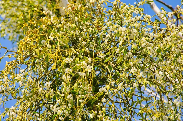 stock image Mistletoe 21