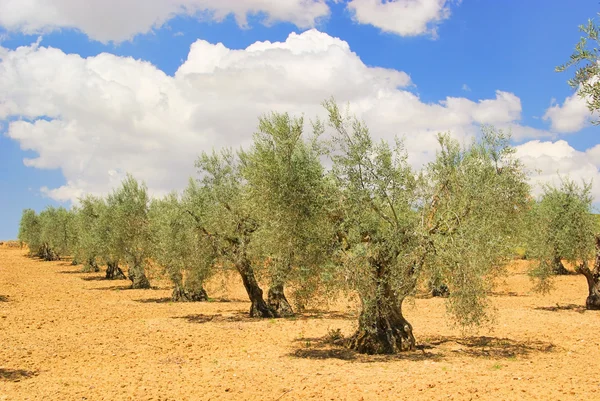 Оливковое дерево 58 — стоковое фото