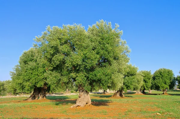Оливковая роща 39 — стоковое фото