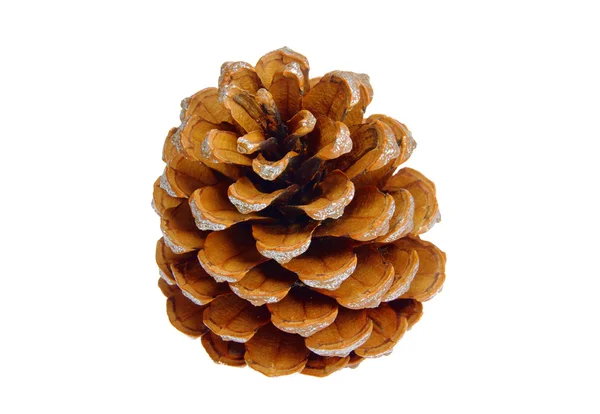 Cone de pinheiro 05 — Fotografia de Stock