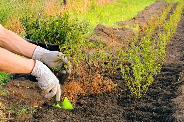 Planting a hedge 05 — Stock Image Planting a hedge 05 Stock Image