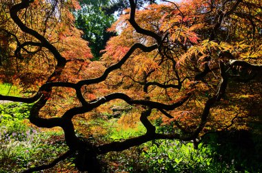 Acer palmatum 01