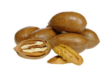 Pecan nut 04 clipart