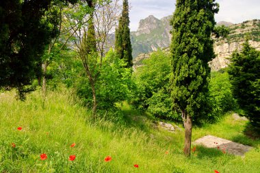 mısır haşhaş 03 garda Gölü yakınlarında