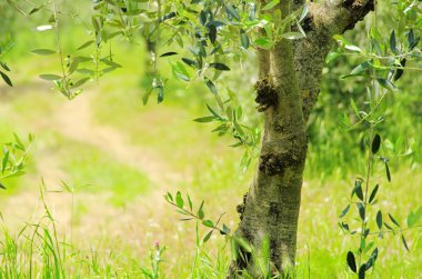 zeytin ağacının gövde 07