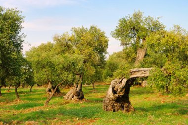 Olivenhain - olive grove 31 clipart