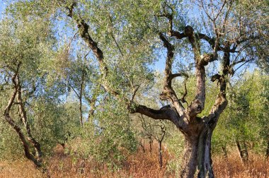 Olive grove 36