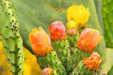 Opuntia 15 clipart