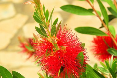 bottlebrush bitki 02