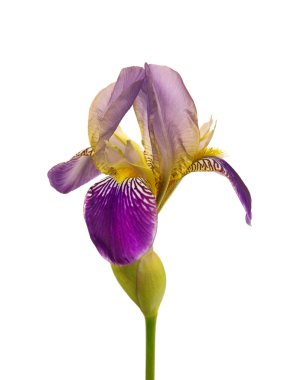 Iris isolated 02 clipart