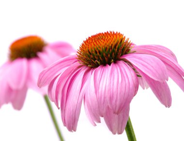 Sonnenhut Purpur - Purple Coneflower 41 clipart