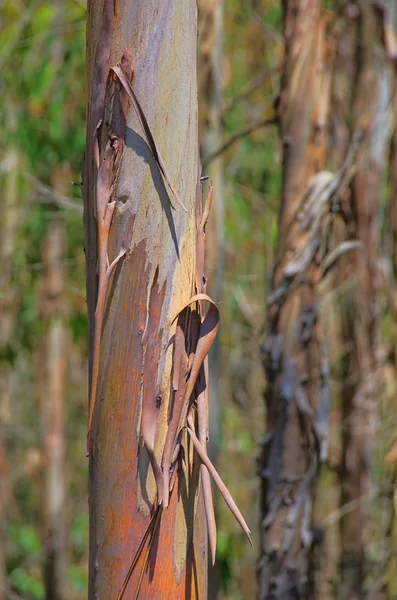Eucalyptus 14 — Photo