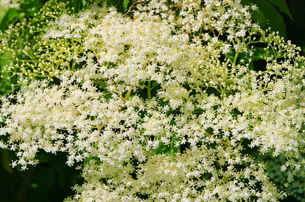 ニワトコの花 30 — ストック写真