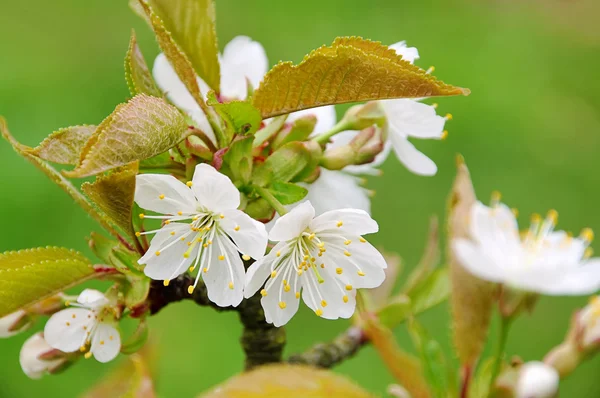 Cherry blossom 40 — Stock Photo, Image