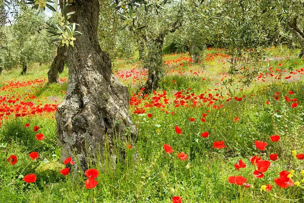 Corn poppy in olive grove 05 — Stock Photo, Image