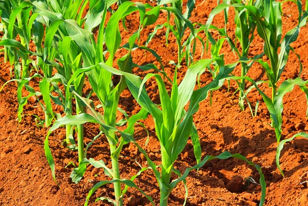 Corn field 04 — Stock Photo, Image