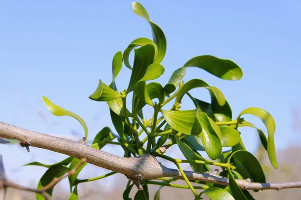 Mistletoe 19 — Zdjęcie stockowe