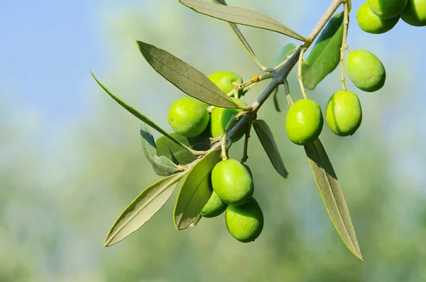 Olivový 41 — Stock fotografie
