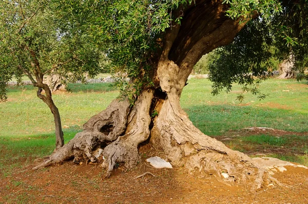 Оливковое дерево 17 — стоковое фото