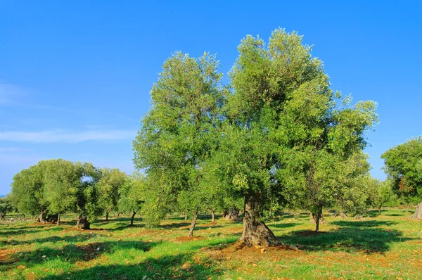Olivenbaumstamm 19 — Stockfoto