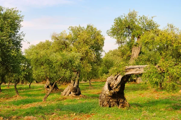 格罗夫 olivenhain-橄榄 31 — 图库照片